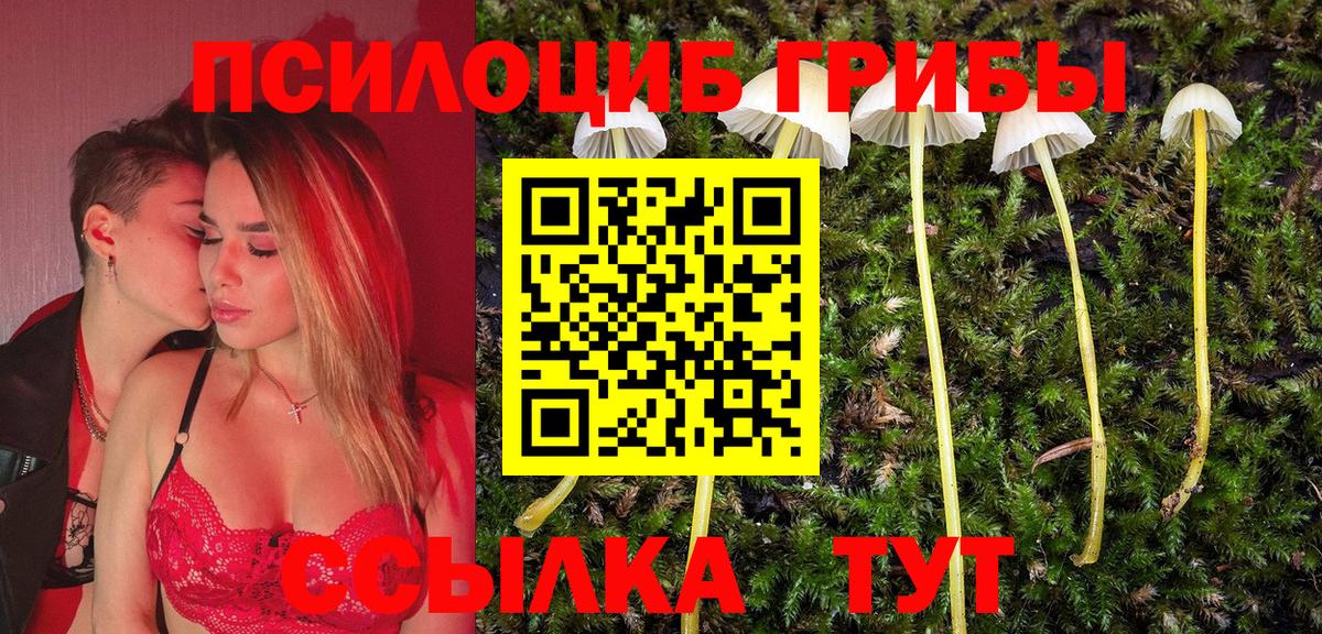 Псилоцибиновые грибы Psilocybe Сибай
